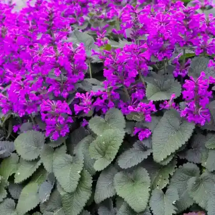 Foto von Deutscher Ziest 'Superba' (Stachys grandiflora 'Superba')