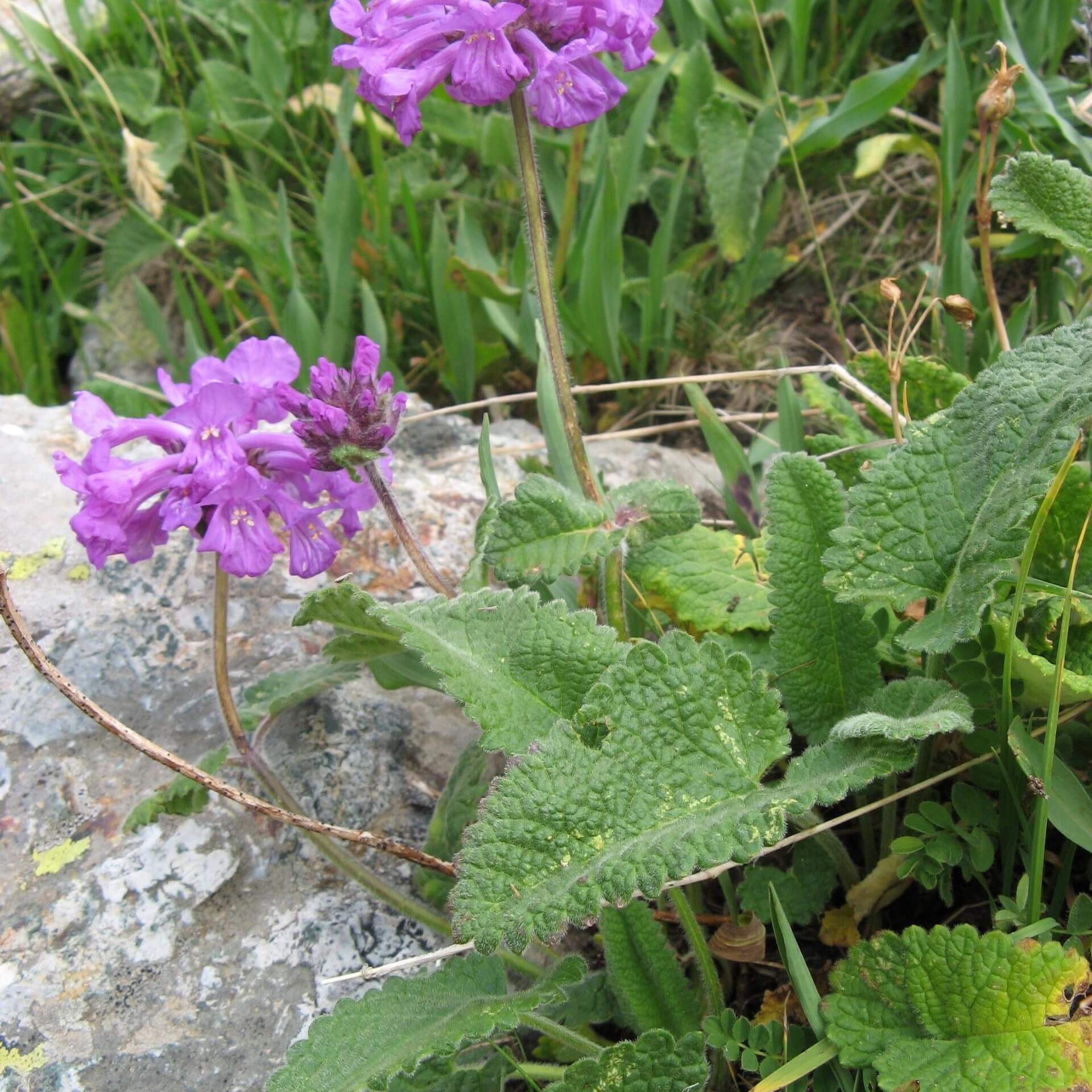 Großblütiger Ziest (Stachys macrantha)