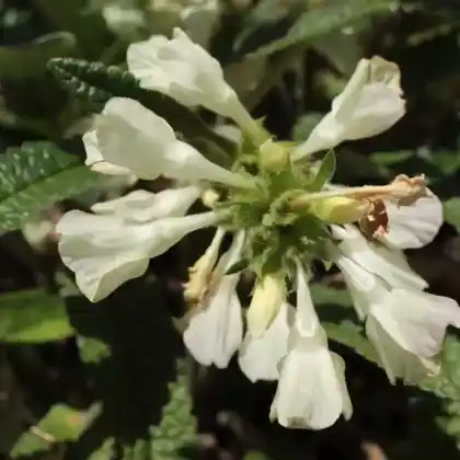 Foto von Weißer Kaukasus-Ziest (Stachys nivea)