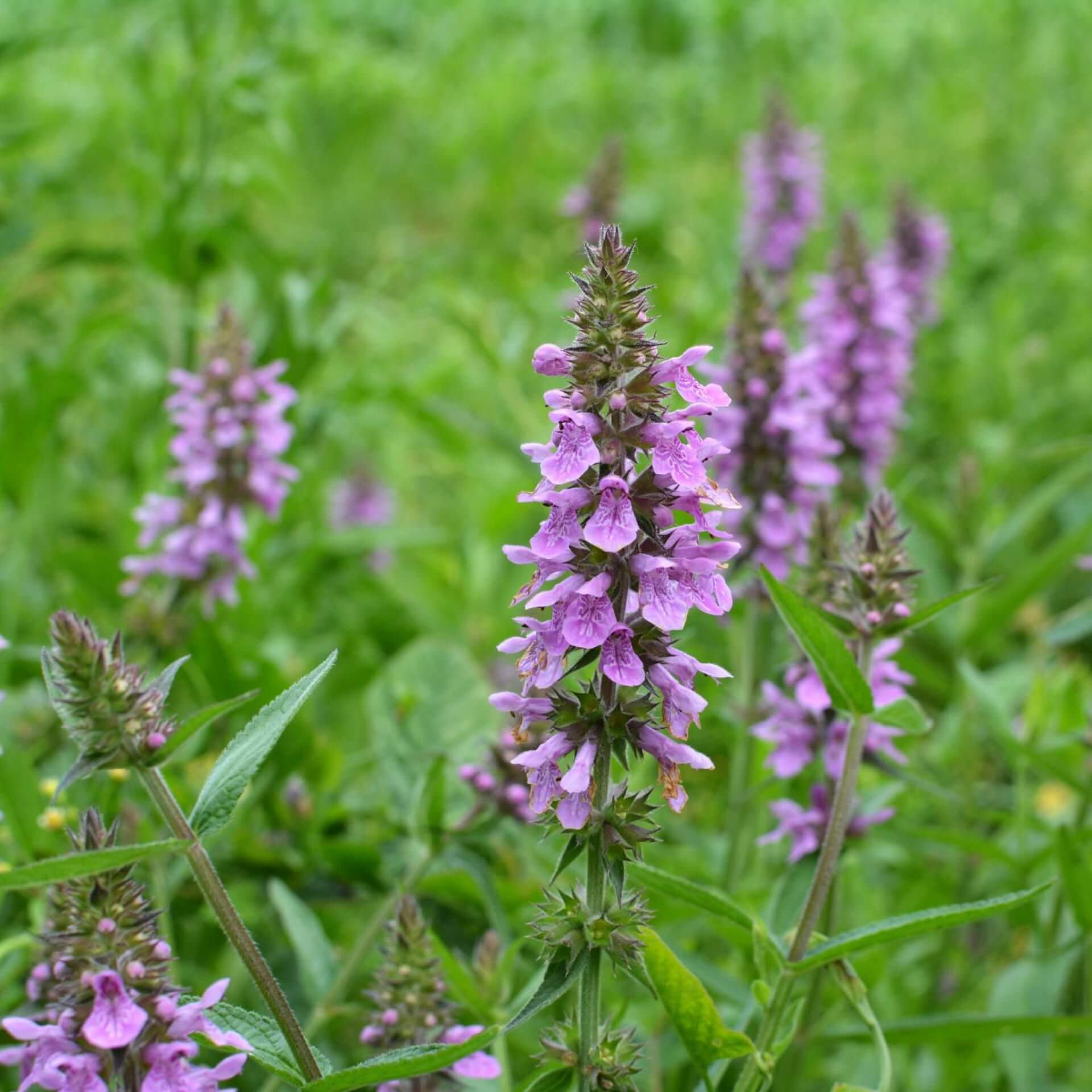 Sumpf-Ziest (Stachys palustris)