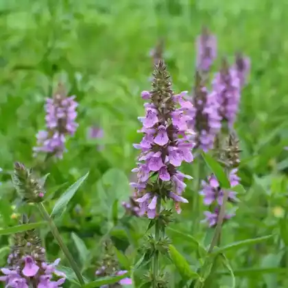Foto von Sumpf-Ziest (Stachys palustris)