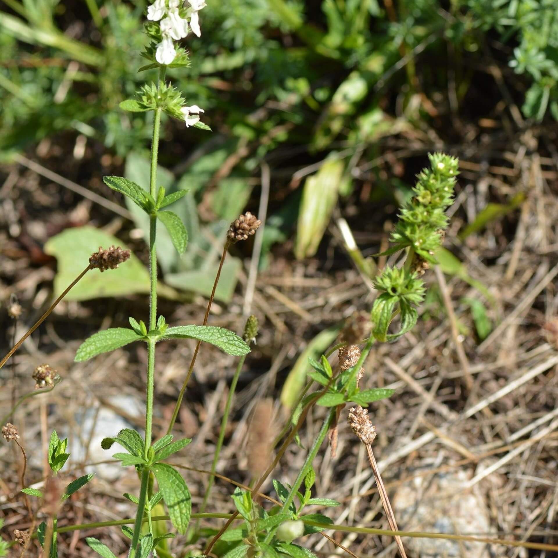 Aufrechter Ziest (Stachys recta)