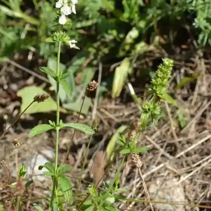 Foto von Aufrechter Ziest (Stachys recta)