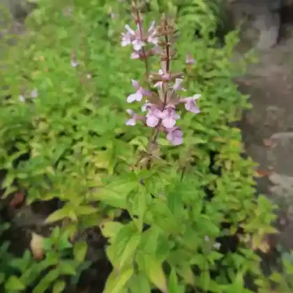 Foto von Japanischer Knollenziest (Stachys sieboldii)