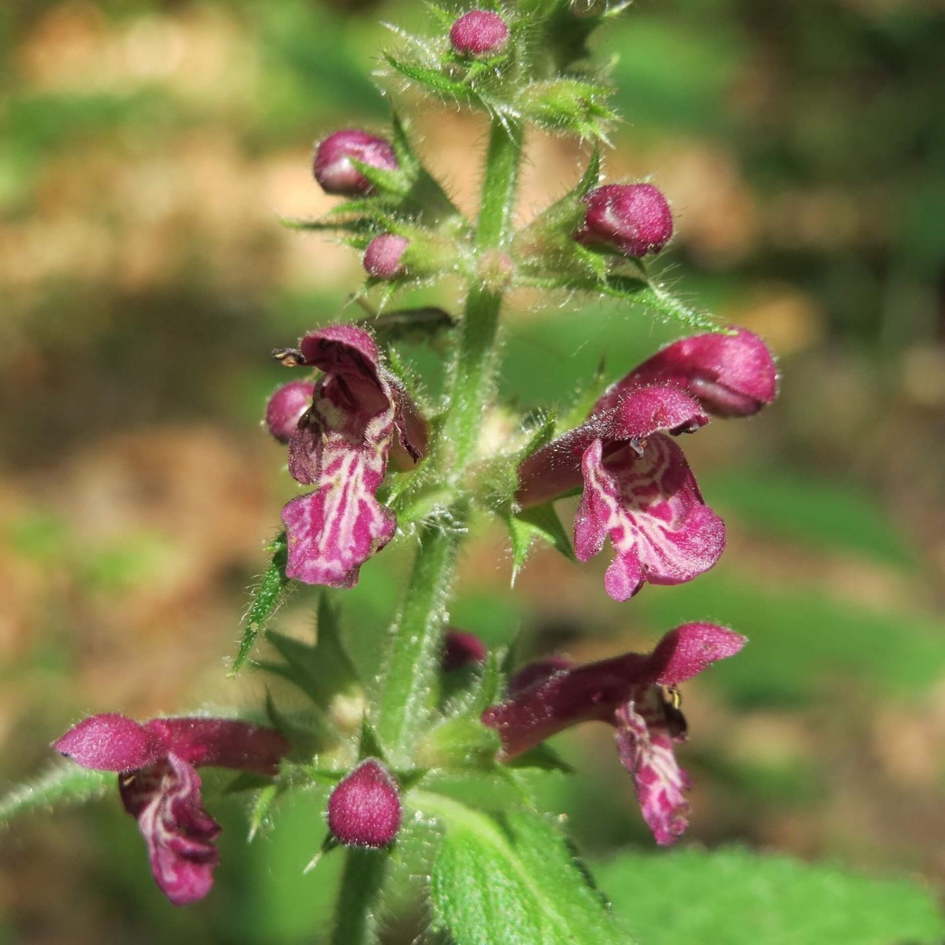 Wald-Ziest (Stachys sylvatica)