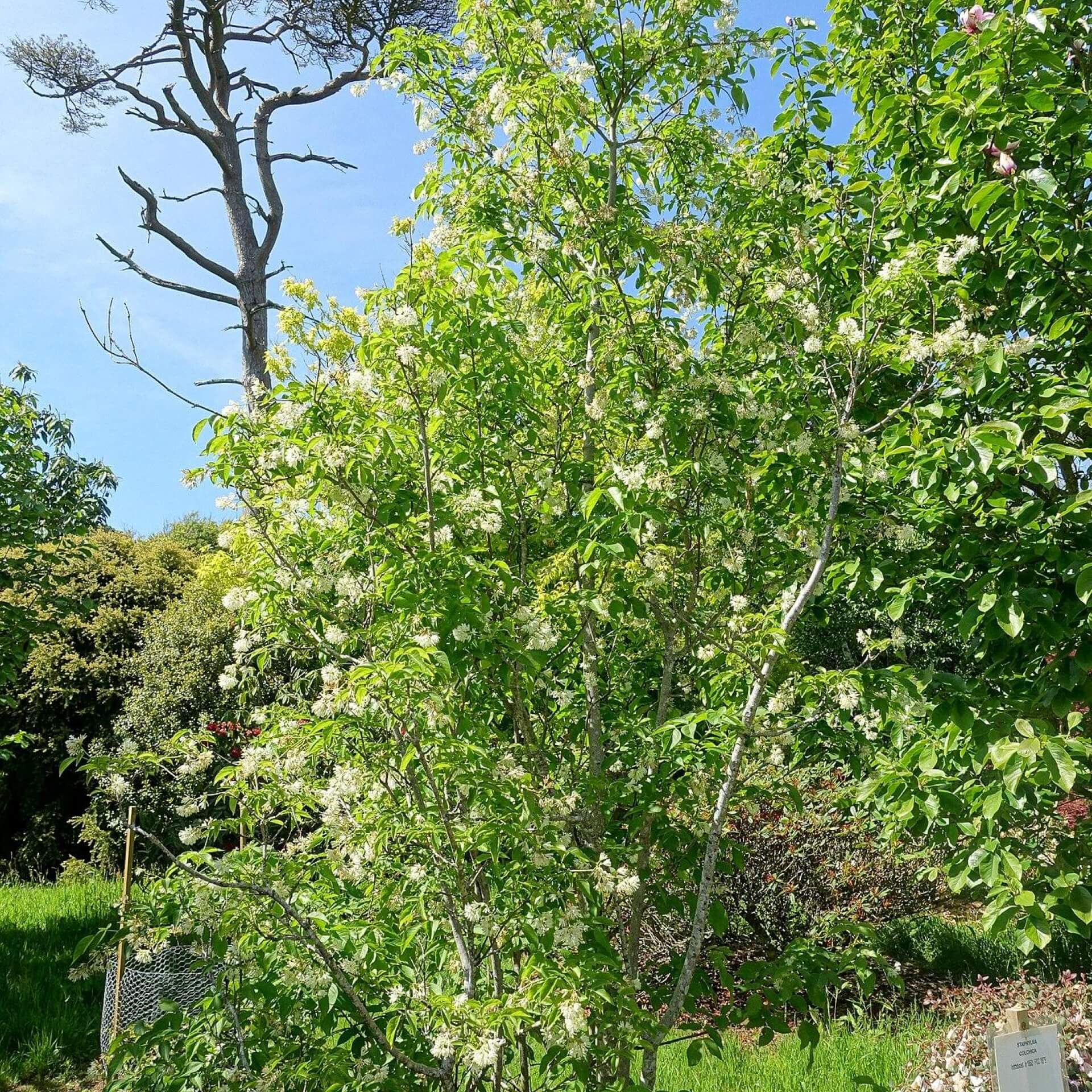 Kolchische Pimpernuss (Staphylea colchica)