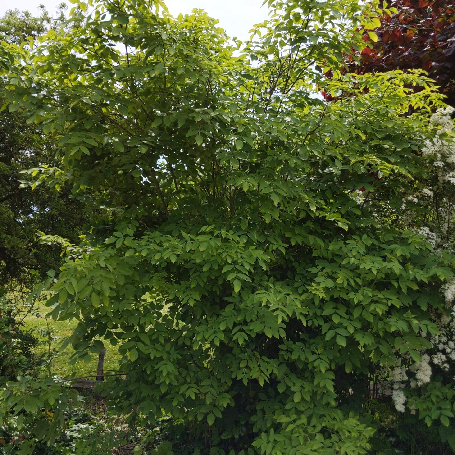 Gemeine Pimpernuss (Staphylea pinnata)