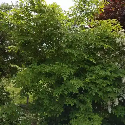 Foto von Gemeine Pimpernuss (Staphylea pinnata)