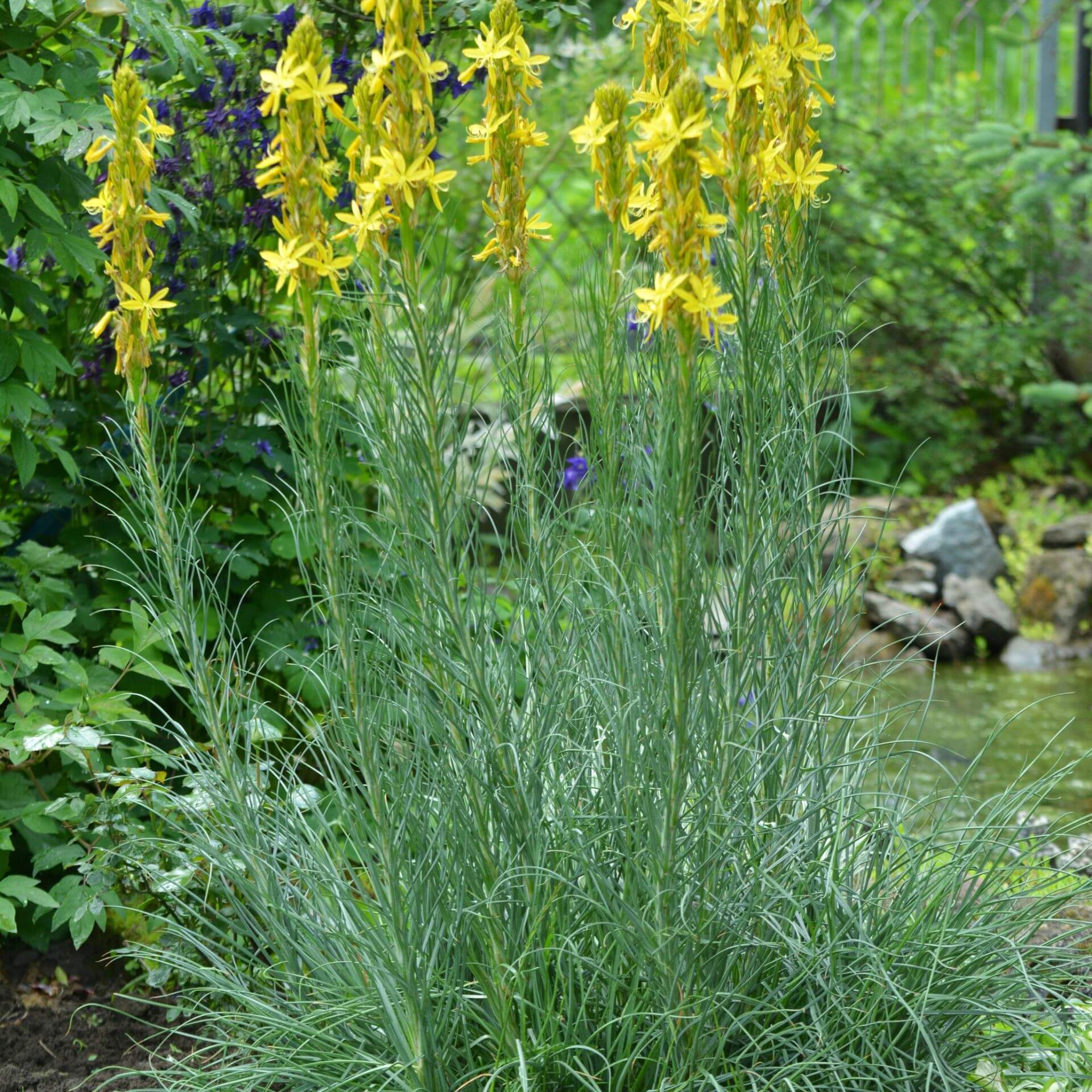 Gelber Affodill (Asphodeline lutea)