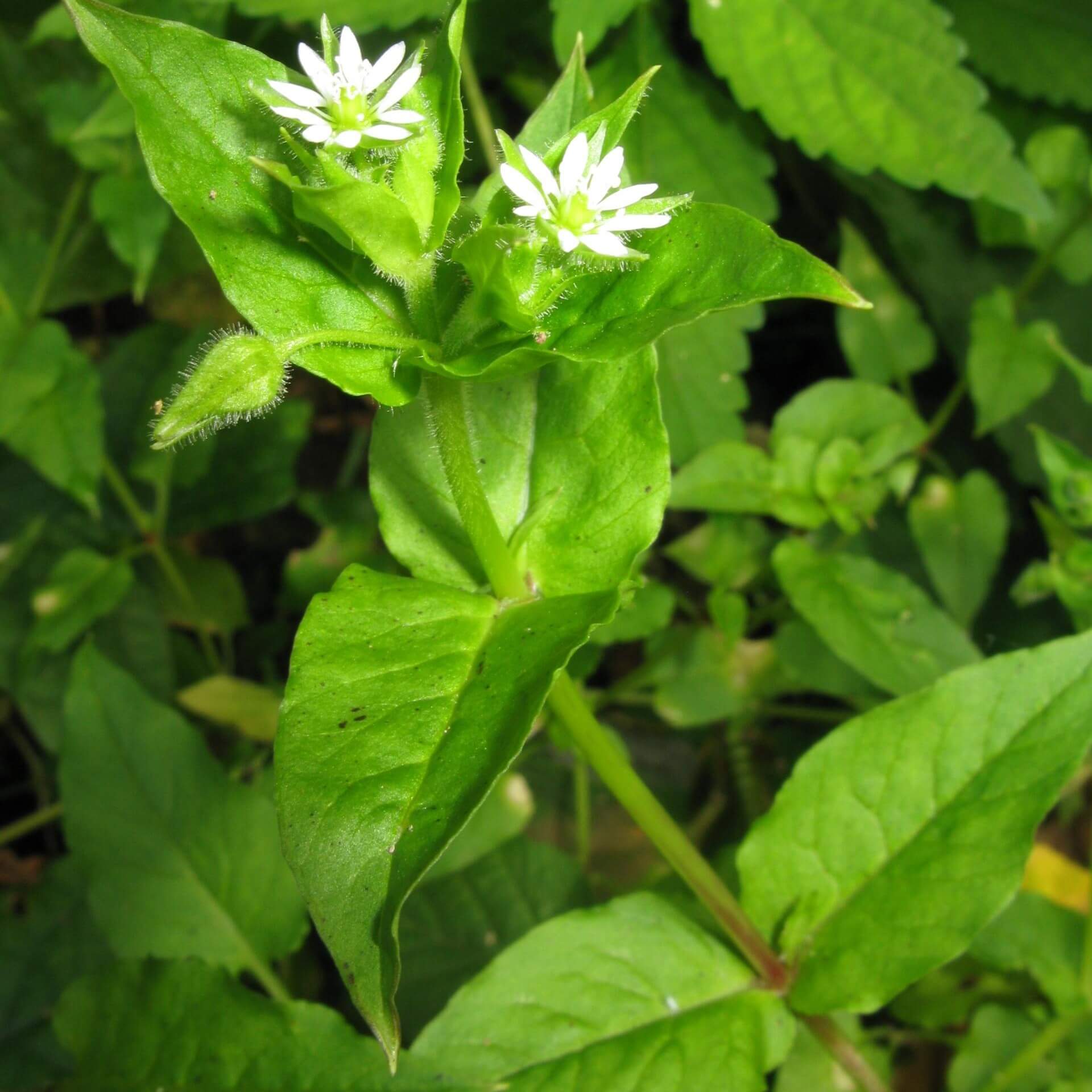 Wasser-Sternmiere (Stellaria aquatica)