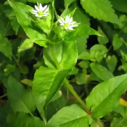 Foto von Wasser-Sternmiere (Stellaria aquatica)