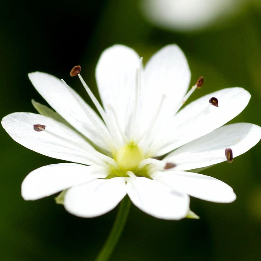GrasSternmiere / Stellaria graminea