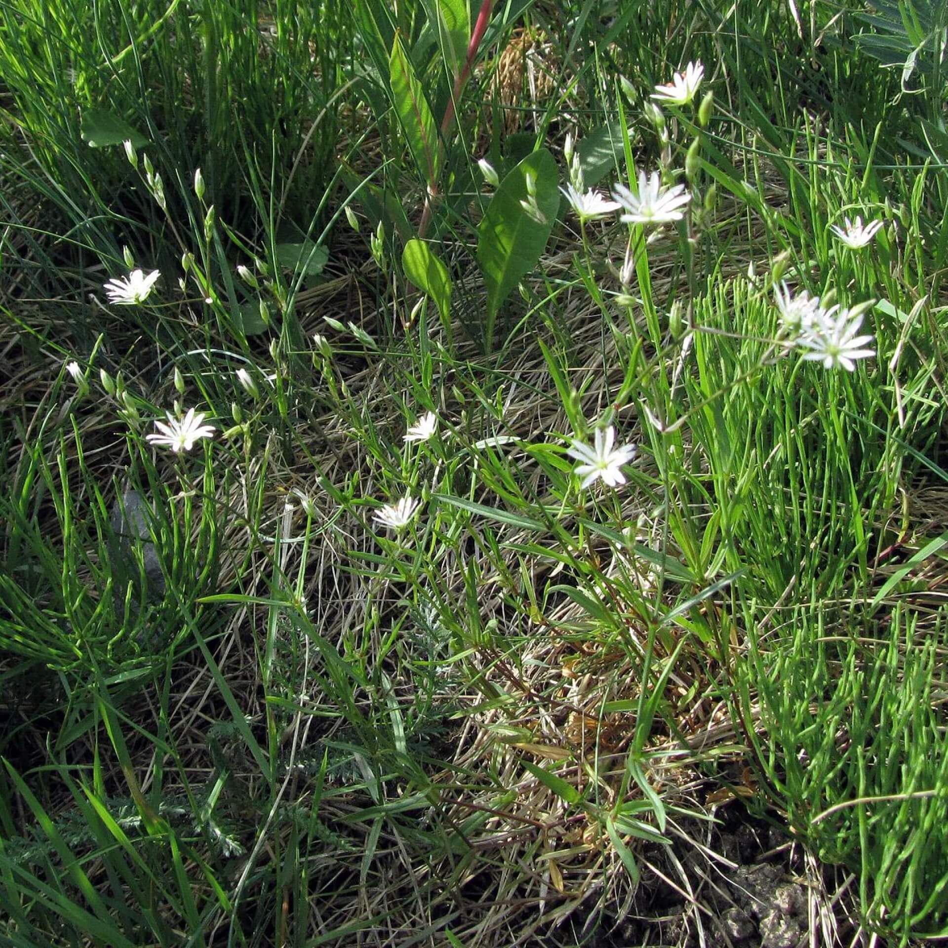 Gras-Sternmiere (Stellaria graminea)