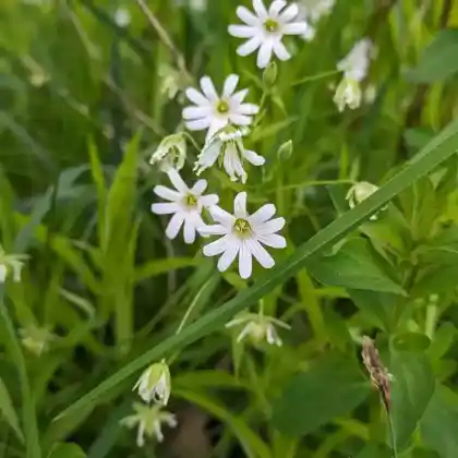 Foto von Große Sternmiere (Stellaria holostea)