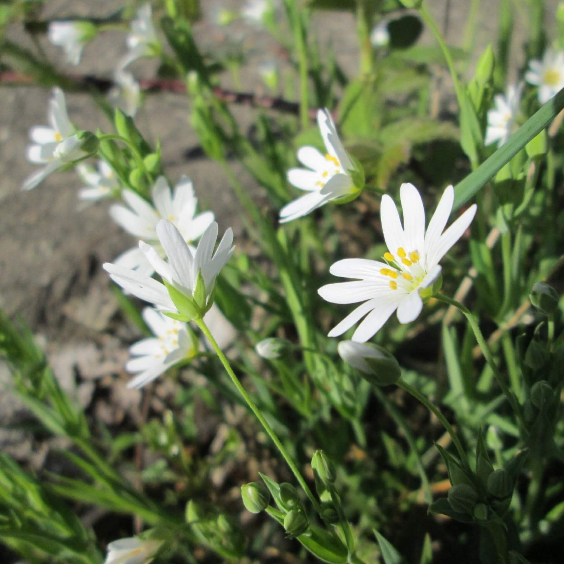 Große Sternmiere (Stellaria holostea)