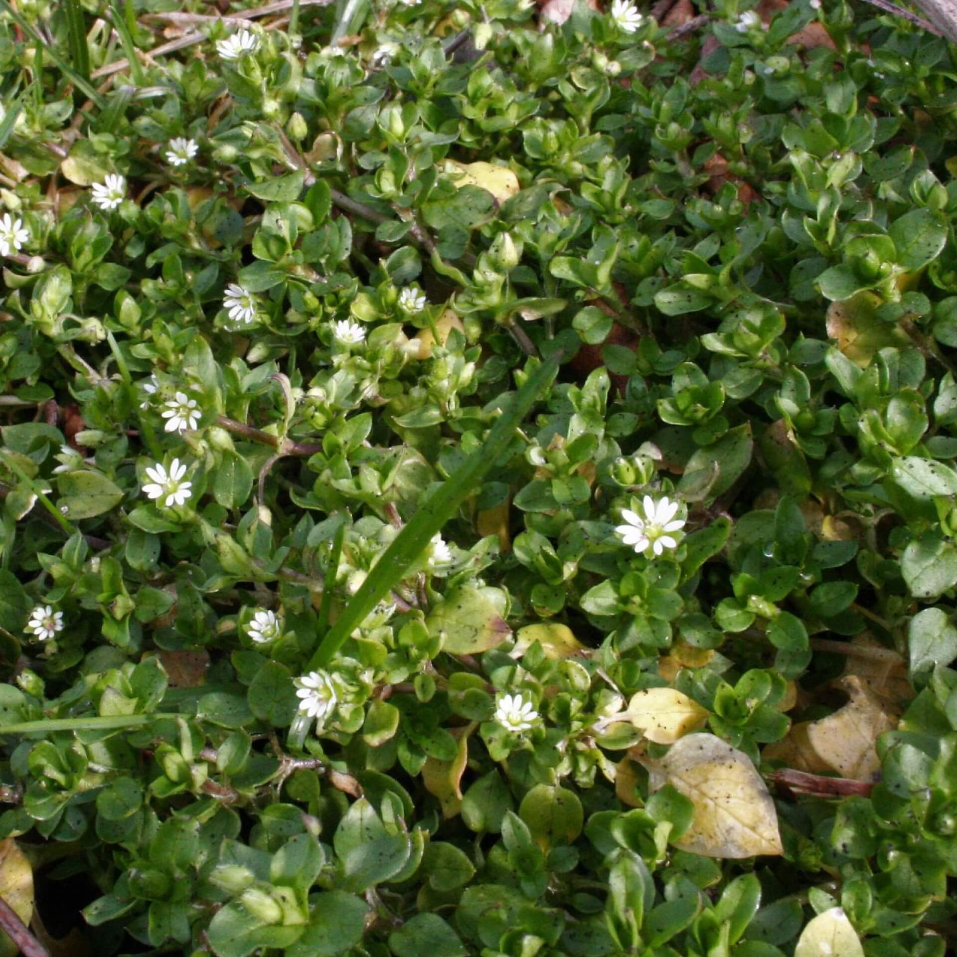 Gewöhnliche Vogelmiere (Stellaria media)