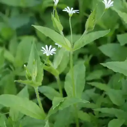 Foto von Hain-Sternmiere (Stellaria nemorum)