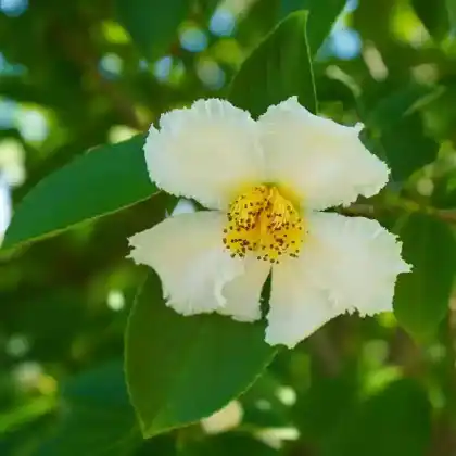 Foto von Japanische Scheinkamelie (Stewartia pseudocamellia)