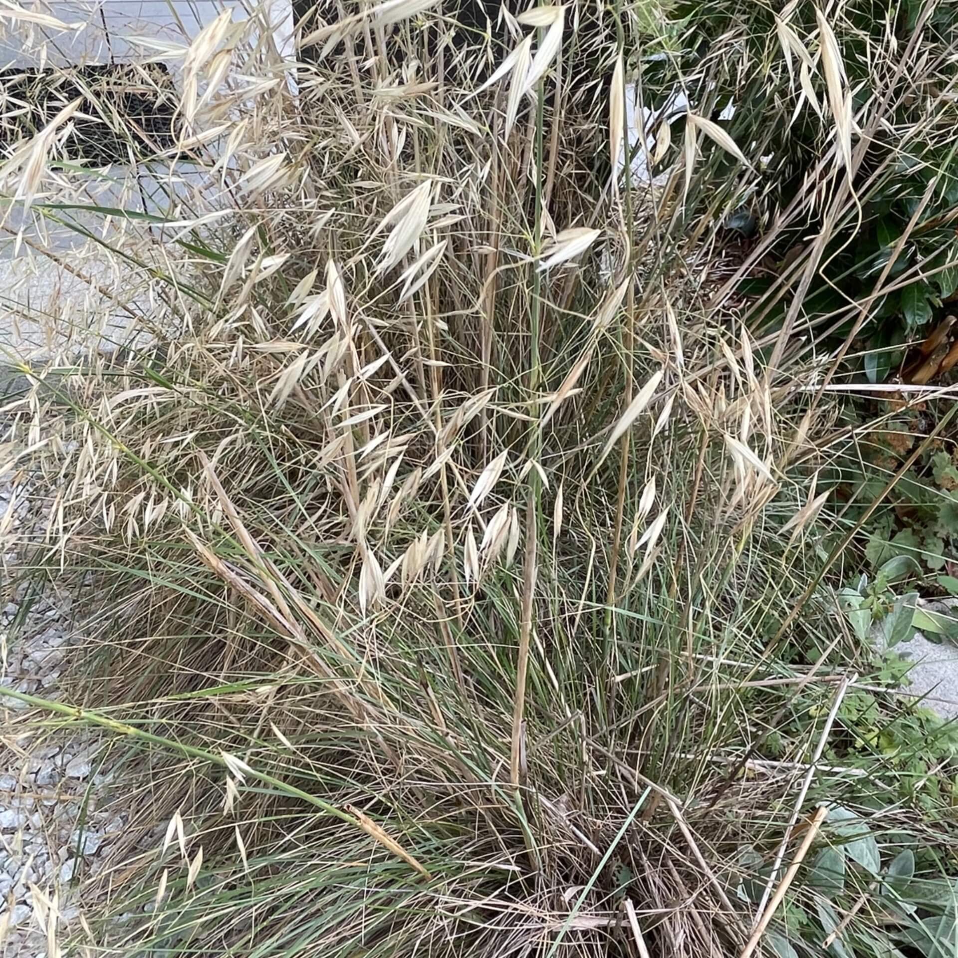 Südliches Reiher-Federgras (Stipa barbata)