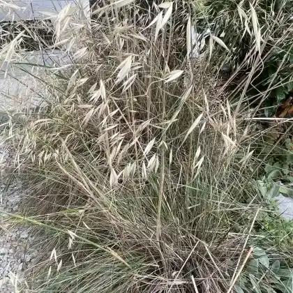 Foto von Südliches Reiher-Federgras (Stipa barbata)
