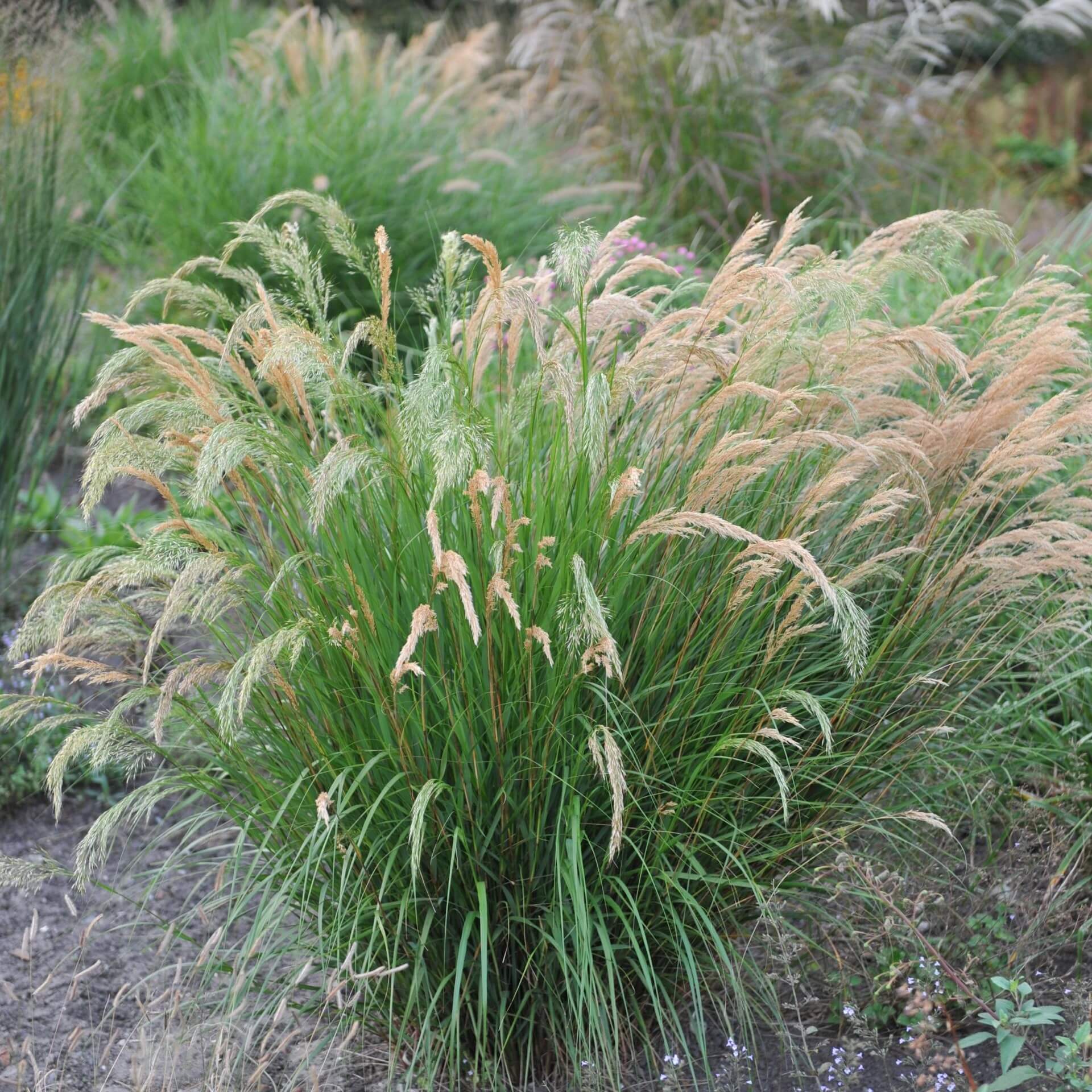 Silber-Raugras (Stipa calamagrostis)