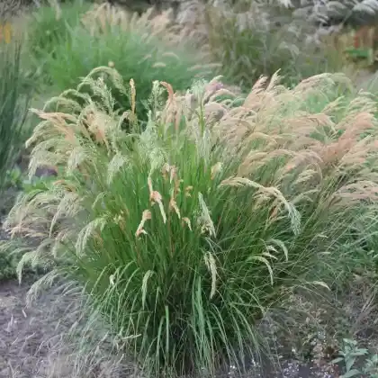 Foto von Silber-Raugras (Stipa calamagrostis)