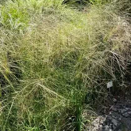 Foto von Haar-Pfriemengras (Stipa capillata)