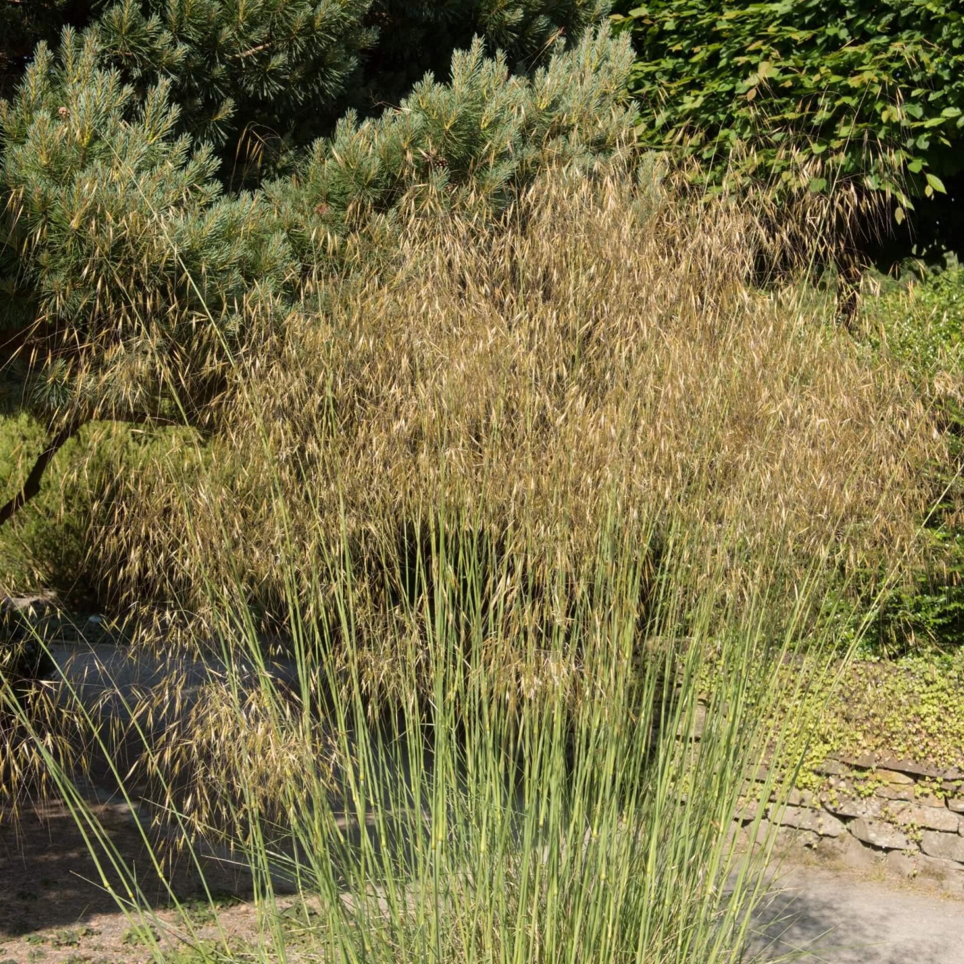 Riesen-Federgras (Stipa gigantea)