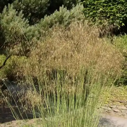 Foto von Riesen-Federgras (Stipa gigantea)