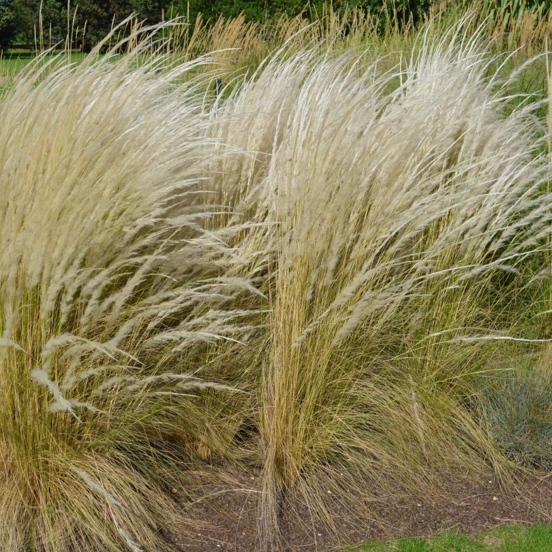 Ichu-Gras (Stipa ichu)