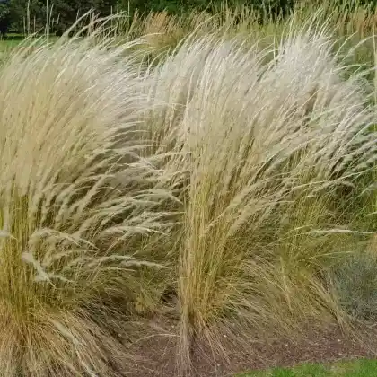 Foto von Ichu-Gras (Stipa ichu)