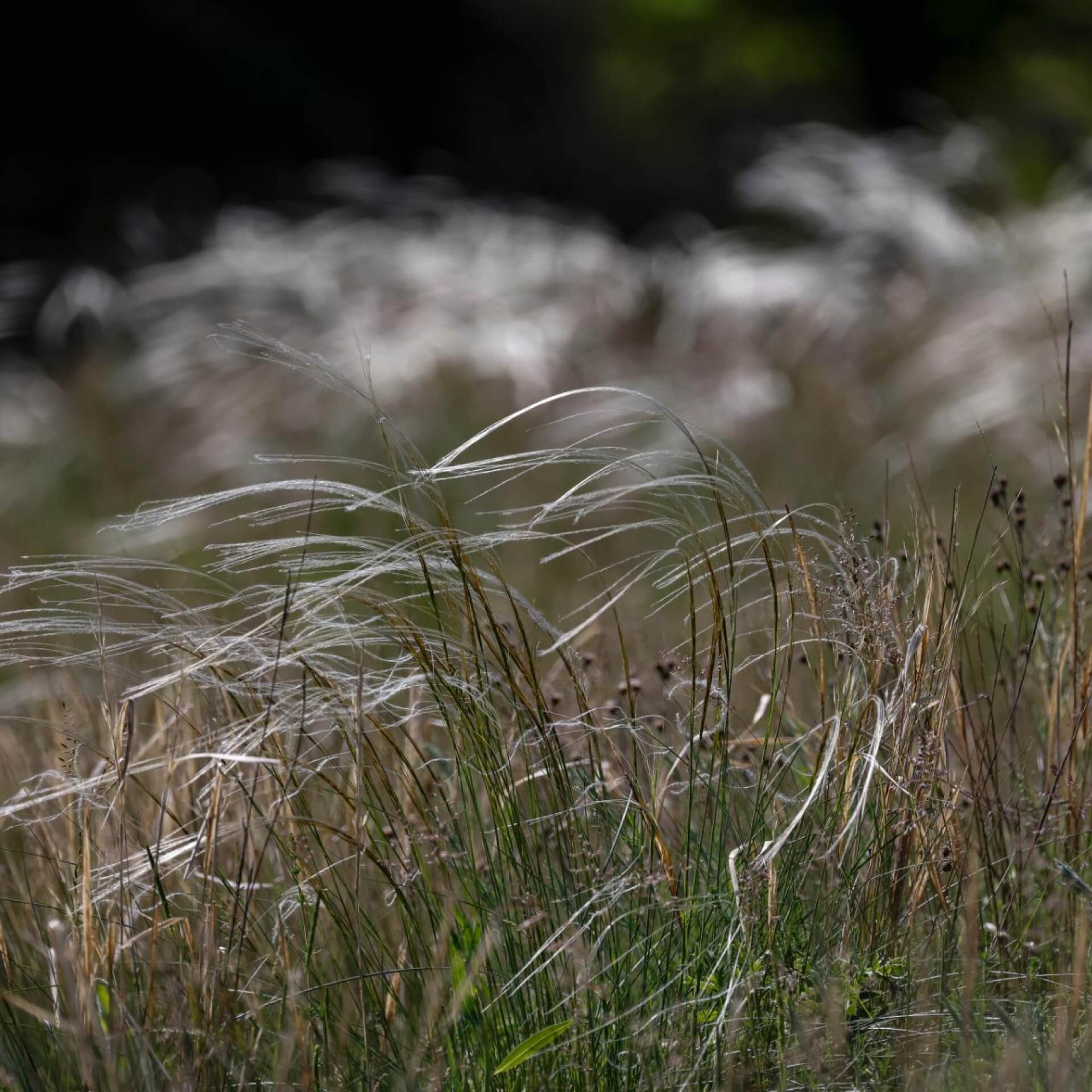 Echtes Federgras (Stipa pennata)