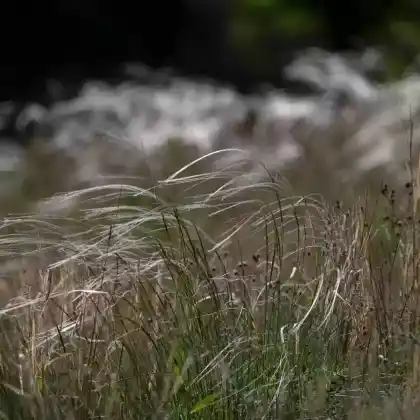 Foto von Echtes Federgras (Stipa pennata)