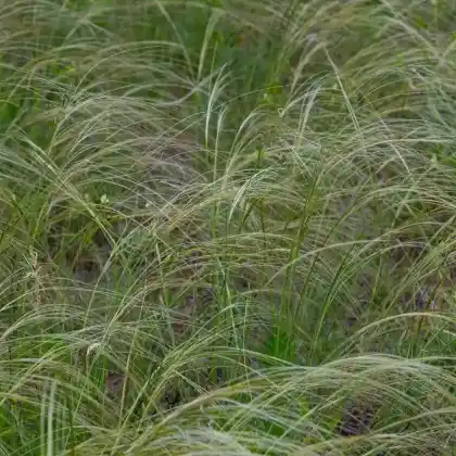 Foto von Pracht-Federgras (Stipa pulcherrima)