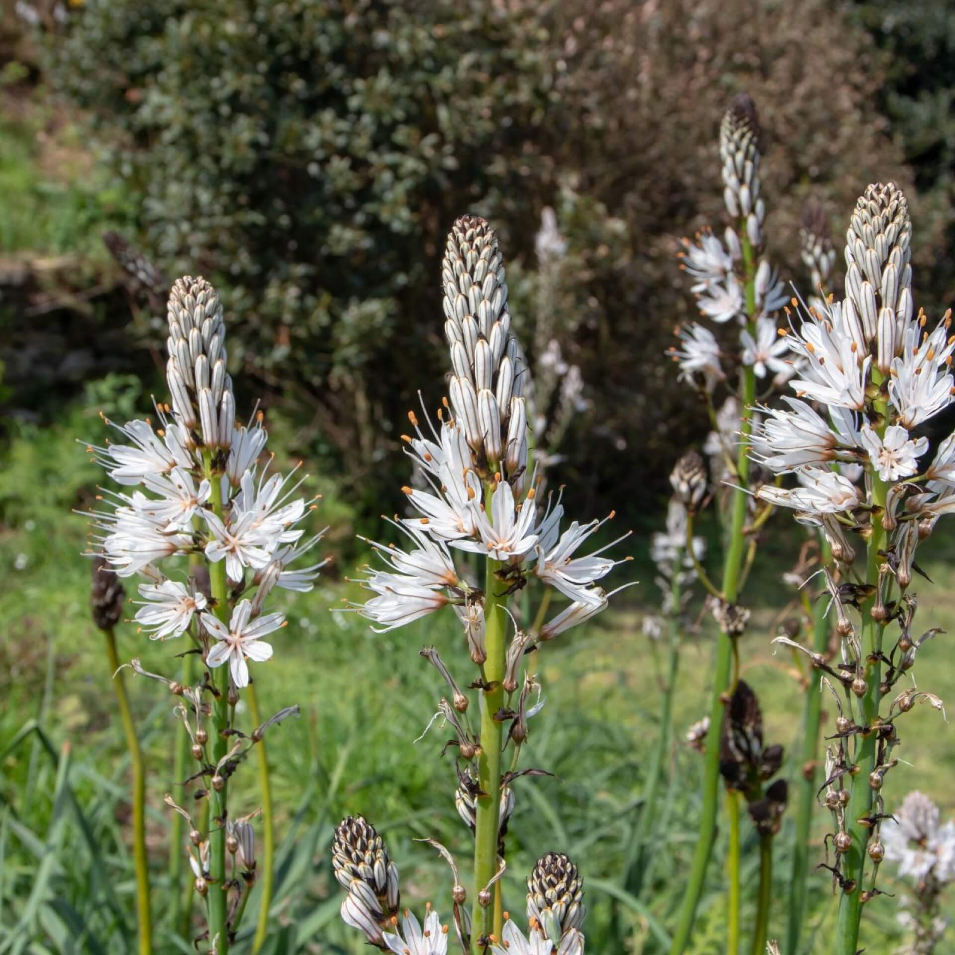 Weißer Affodill (Asphodelus albus)