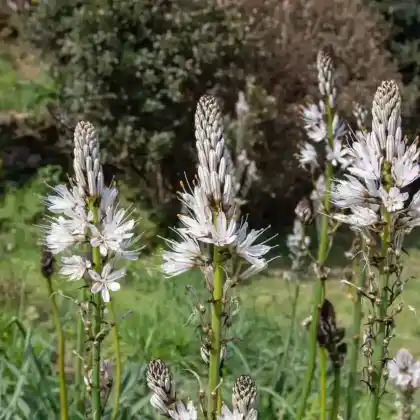 Foto von Weißer Affodill (Asphodelus albus)