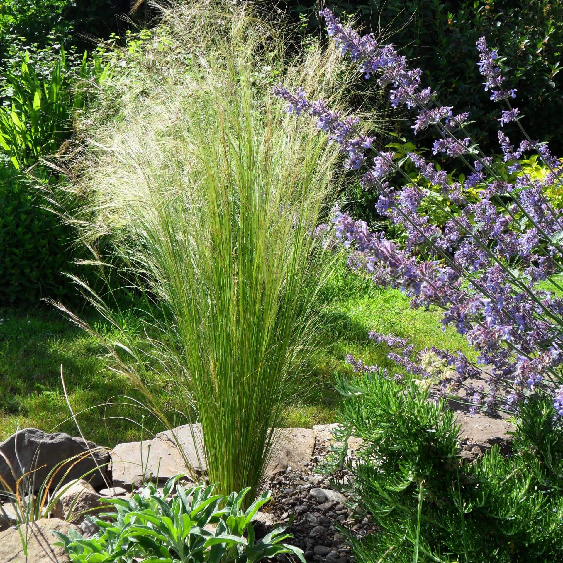 Zartes Federgras 'Ponytails' (Stipa tenuissima 'Ponytails')