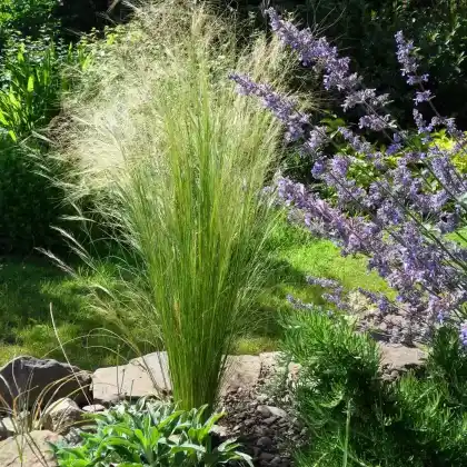 Foto von Zartes Federgras 'Ponytails' (Stipa tenuissima 'Ponytails')