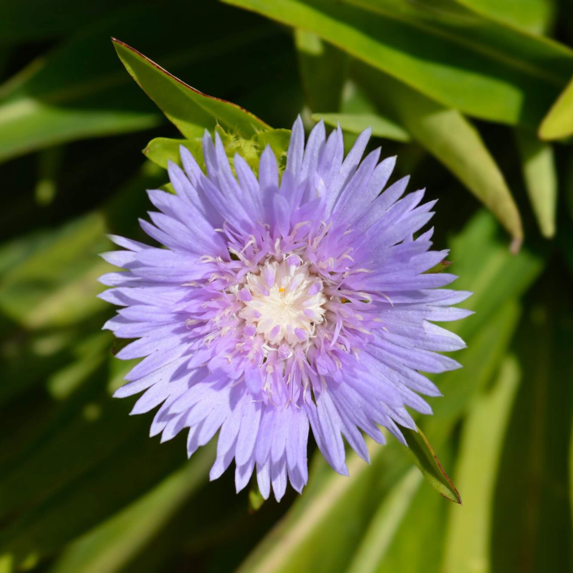 Kornblumenaster (Stokesia laevis)