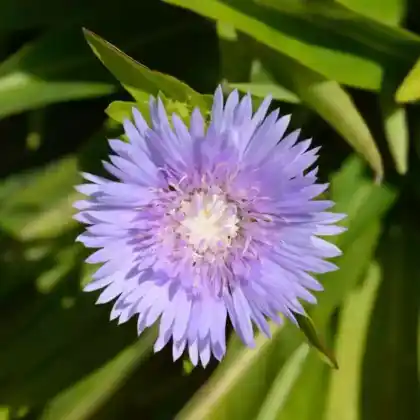 Foto von Kornblumenaster (Stokesia laevis)