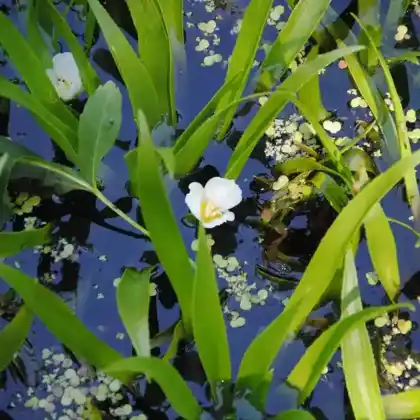 Foto von Krebsschere (Stratiotes aloides)
