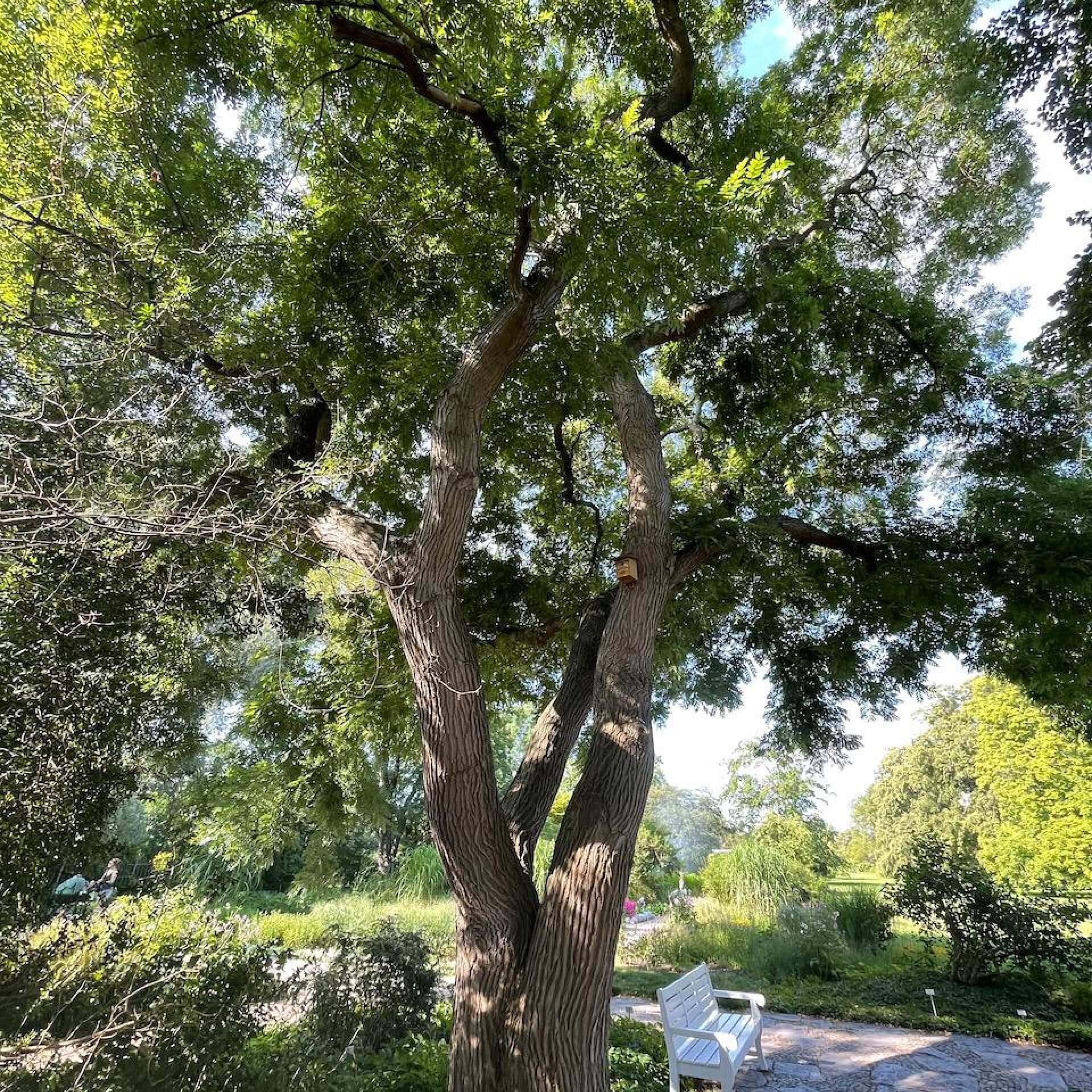 Japanischer Schnurbaum (Styphnolobium japonicum)