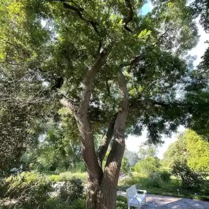 Foto von Japanischer Schnurbaum (Styphnolobium japonicum)