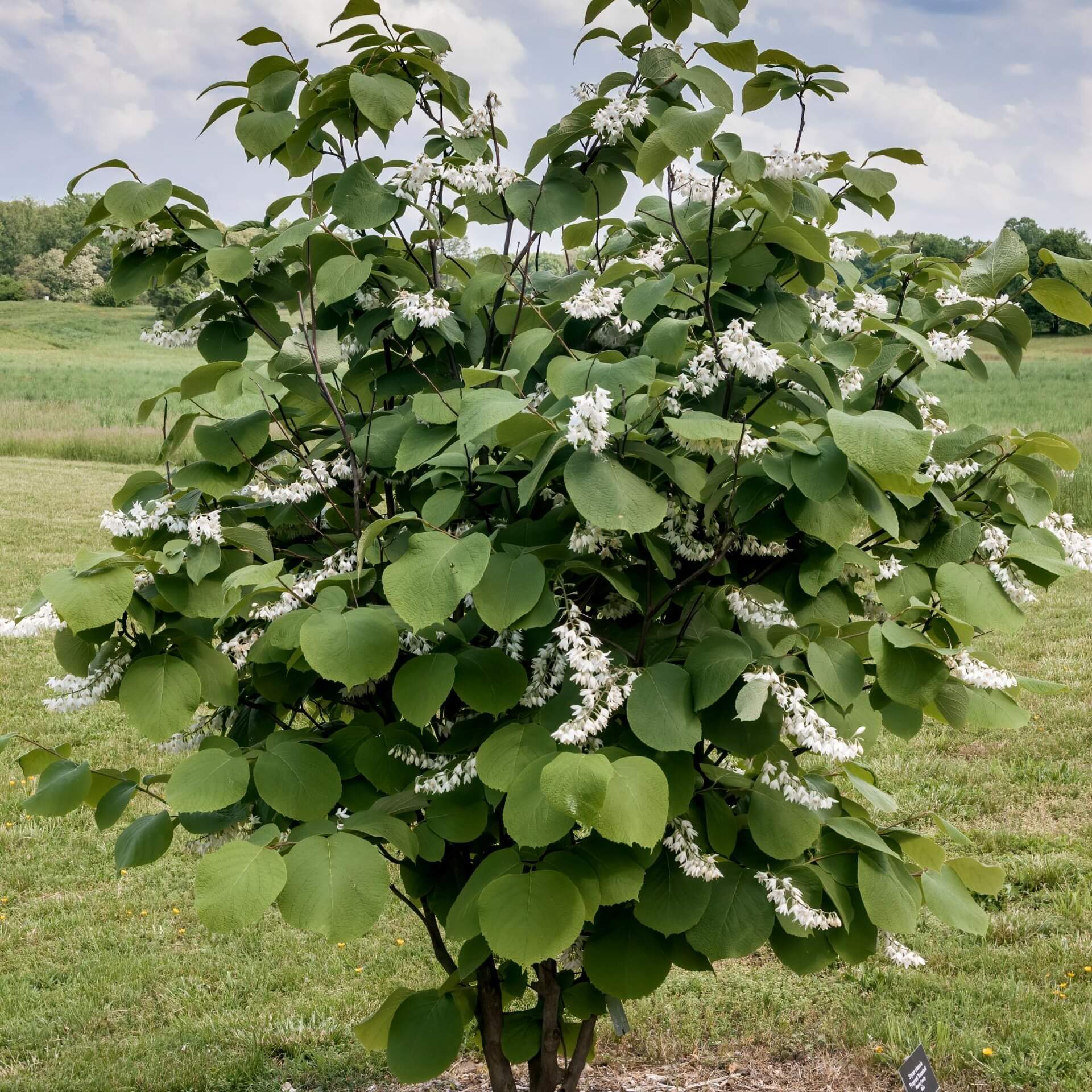 Obassia-Storaxbaum (Styrax obassia)