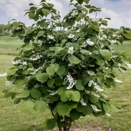Foto von Obassia-Storaxbaum (Styrax obassia)