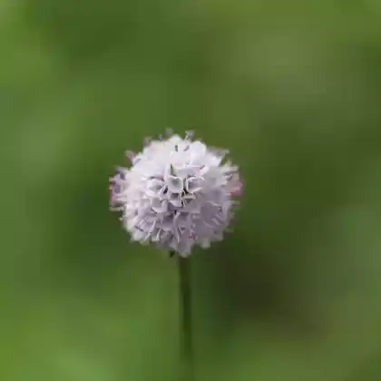 Foto von Östlicher Moorabbiss (Succisella inflexa)