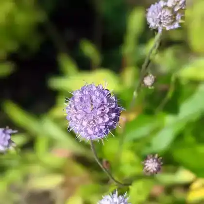 Foto von Teufelsabbiss (Succisa pratensis)