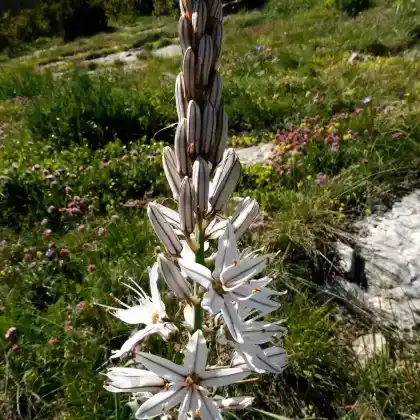 Foto von Kirschen-Affodill (Asphodelus cerasiferus)