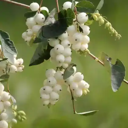 Foto von Weiße Schneebeere (Symphoricarpos albus)