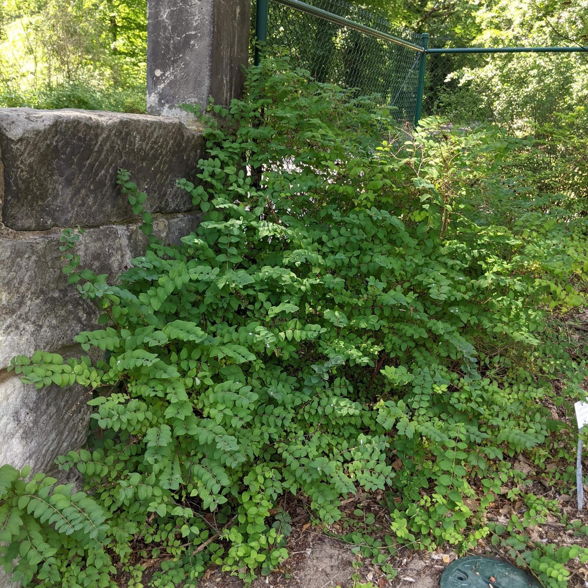 Korallenbeere (Symphoricarpos orbiculatus)